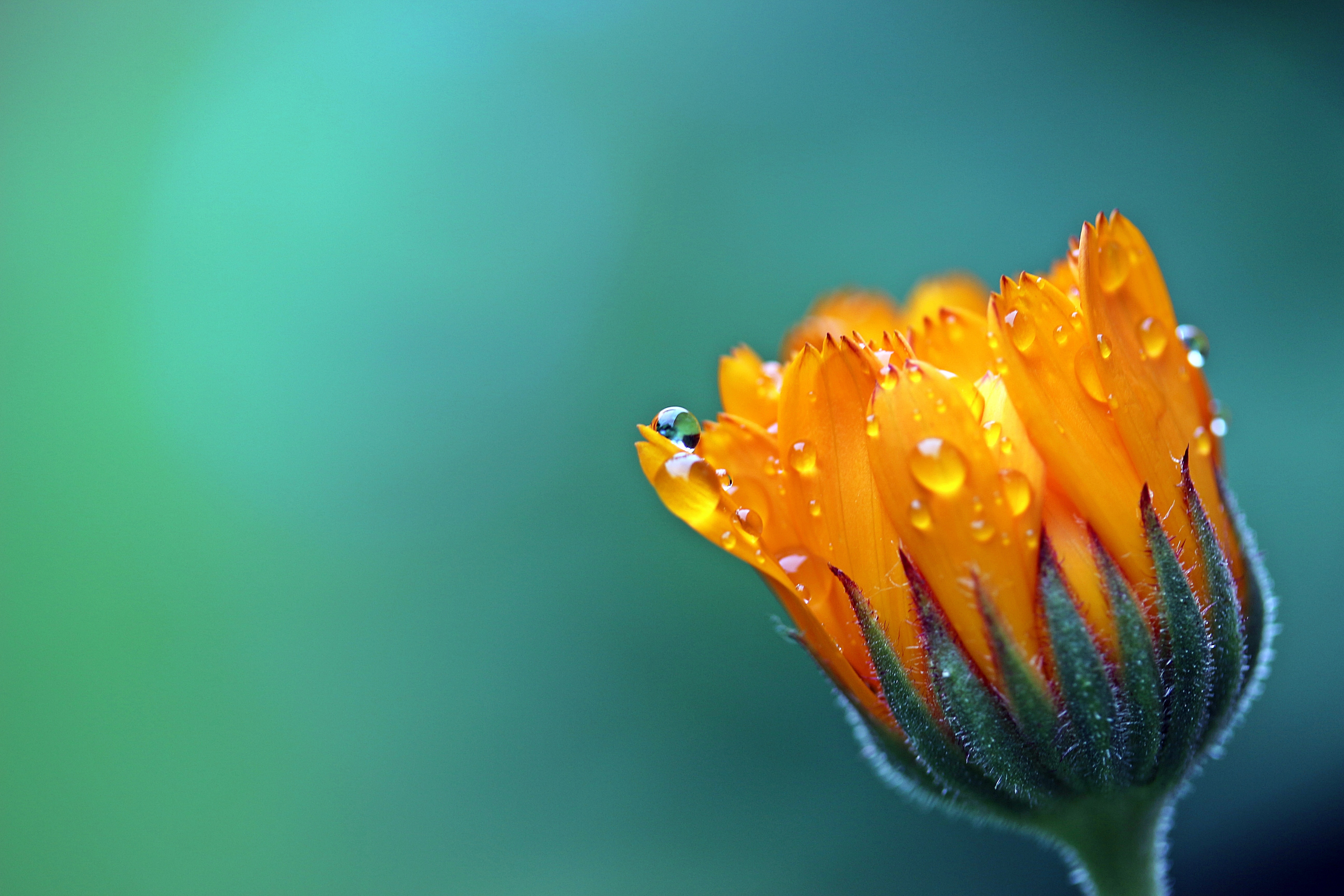 blossom-dew-plant-photography-leaf-flower-petal-bloom-raindrop-wet-orange-pollen-green-yellow-close-flora-drip-close-up-gardening-moisture-marigold-composites-medicinal-plant-macro-photography-floweri